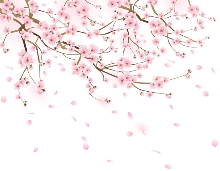 cherry blossom facebook 1 768x595