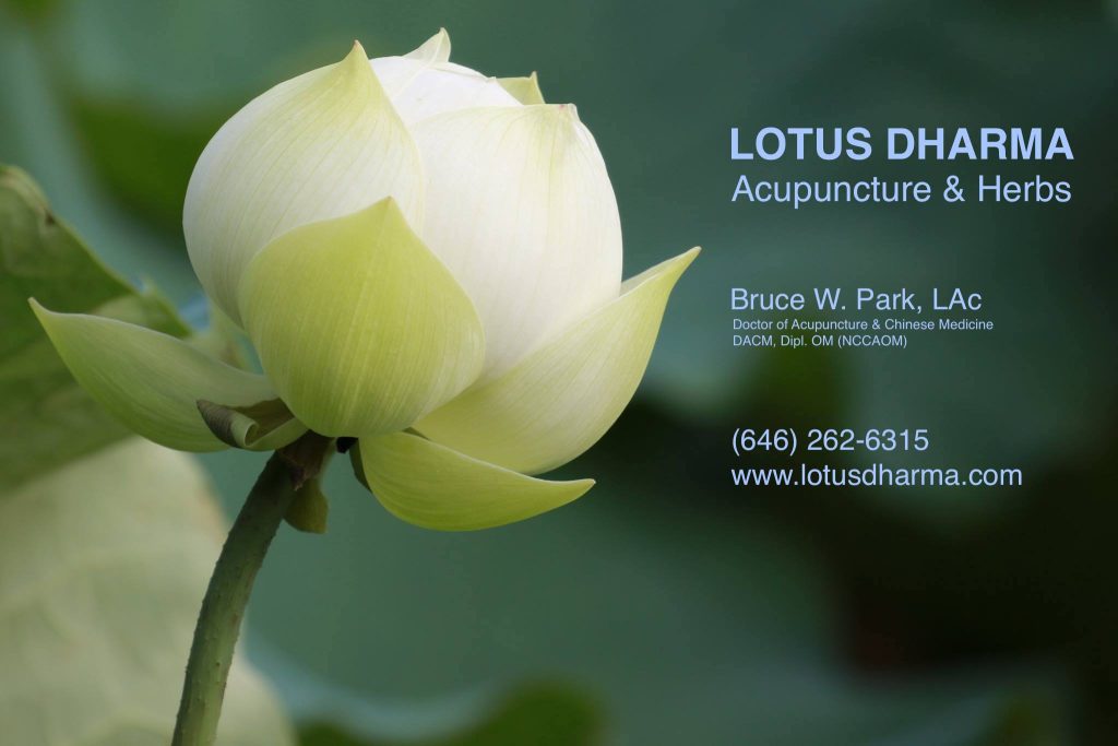 LOTUS dharma biz 1 1024x683